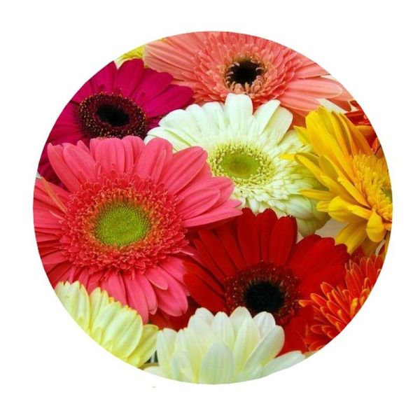 VITA SANA Semences De Gerbera Géant Double