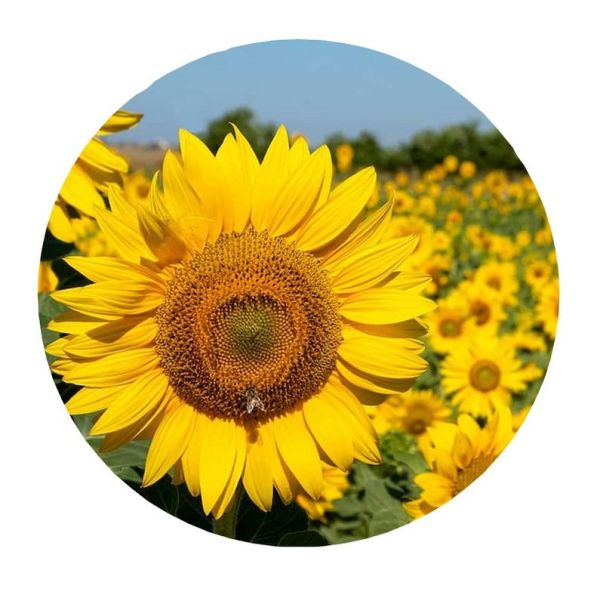 HORTUS Samen Von Sonnenblume
