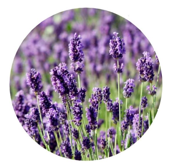 VITA SANA Samen Von Lavendel