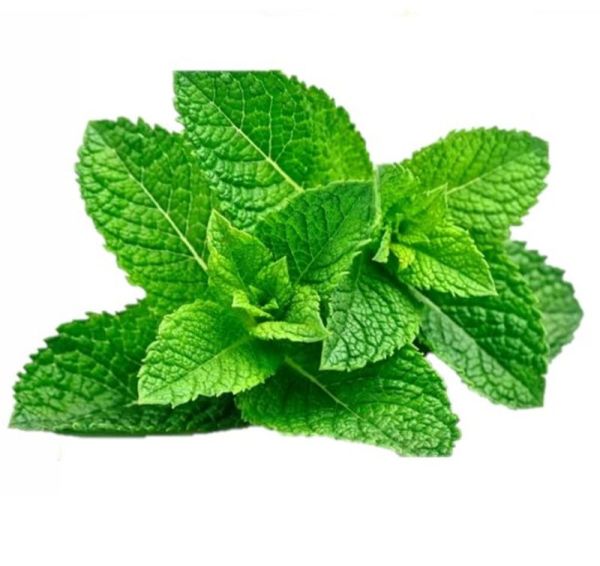 VITA SANA Semences De Menthe
