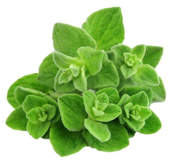 VITA SANA Samen Von Oregano