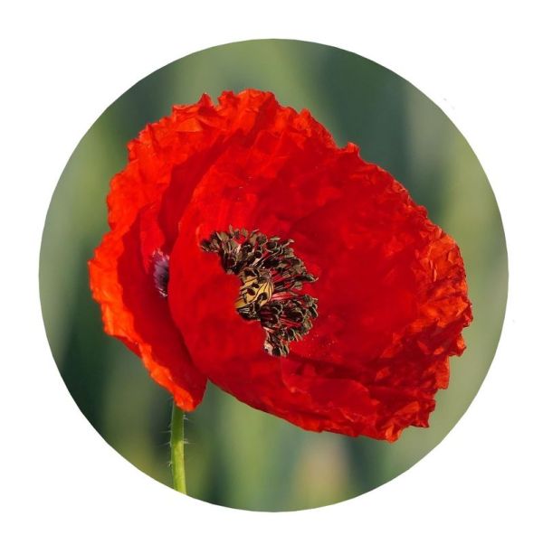 HORTUS Semences De Coquelicots