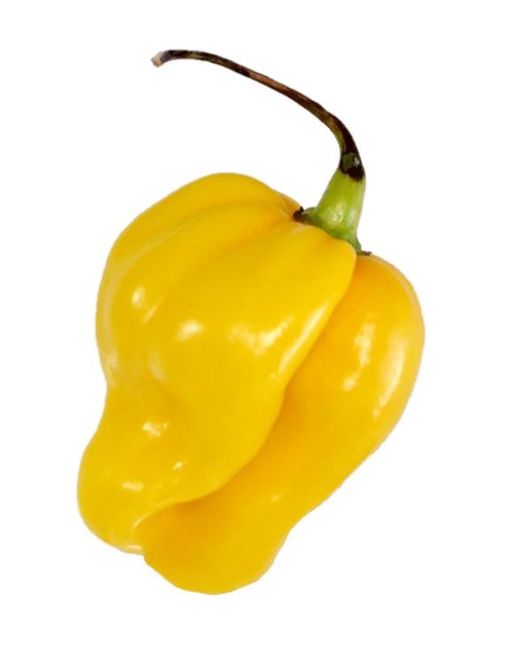 HORTUS Semences De Piment Habanero Jaune