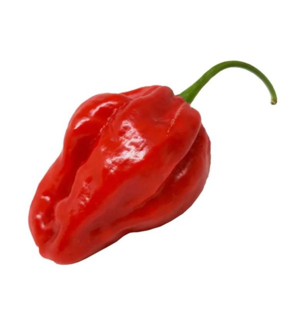 HORTUS Semences De Piment Habanero Rouge