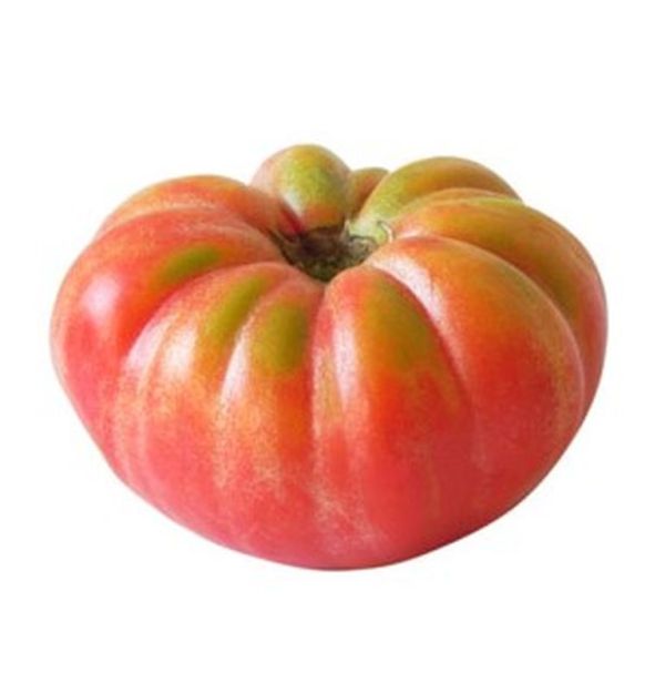 LE REGIONALI Samen Von Belmonte Tomate