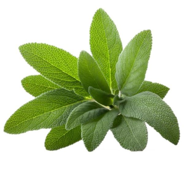 VITA SANA Semences De Sage