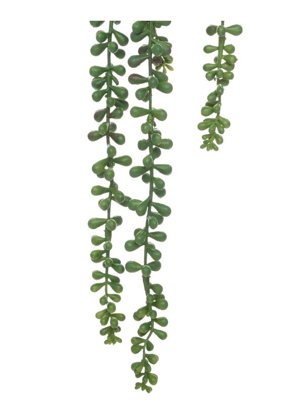 Hängenden Senecio-Pflanze 73Cm