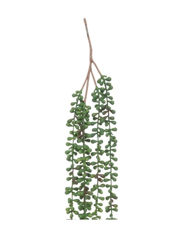 Hängenden Senecio-Pflanze 73Cm