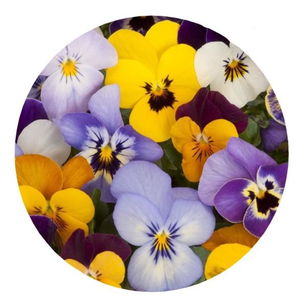VITA SANA Semences De Violet